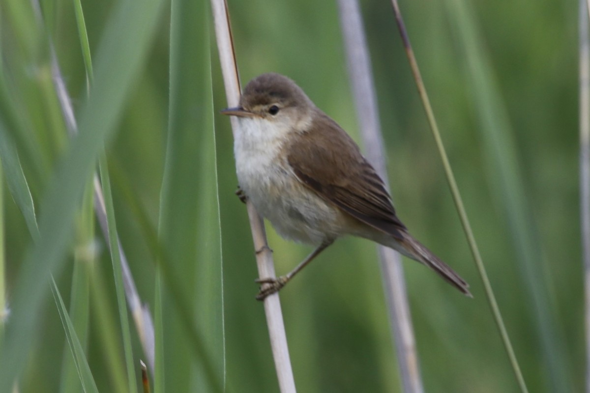 Common Reed Warbler (African) - Jason Fidorra