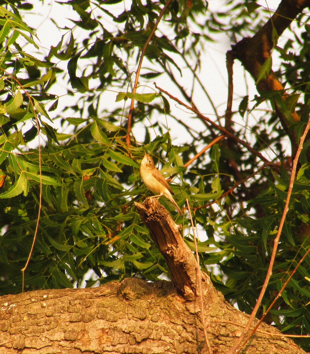 Sykes's Warbler - ML613797525