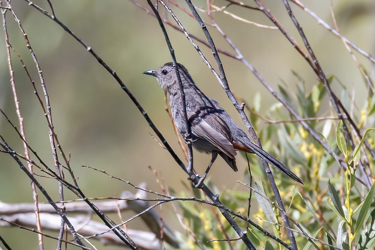 Gray Catbird - Mark Stephenson