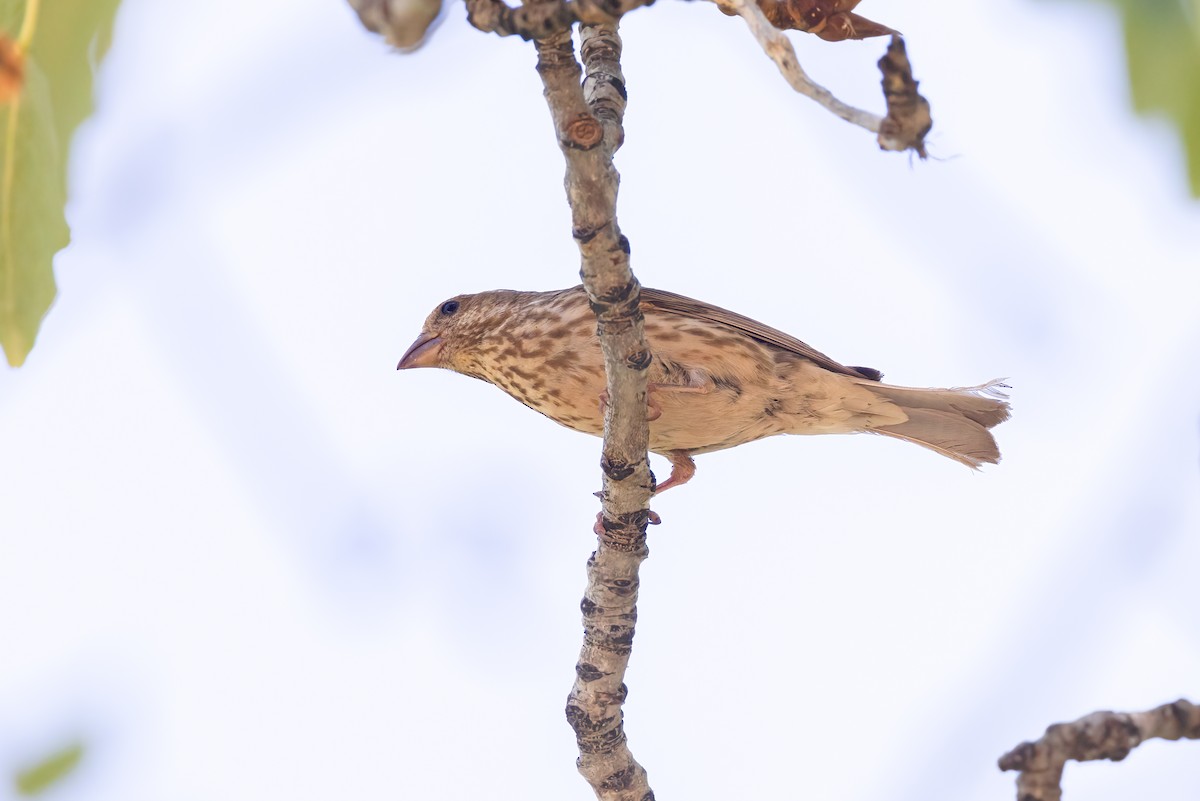 Purple Finch - ML613797536