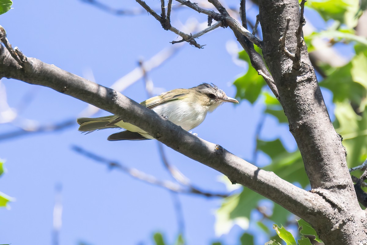 Red-eyed Vireo - ML613797577