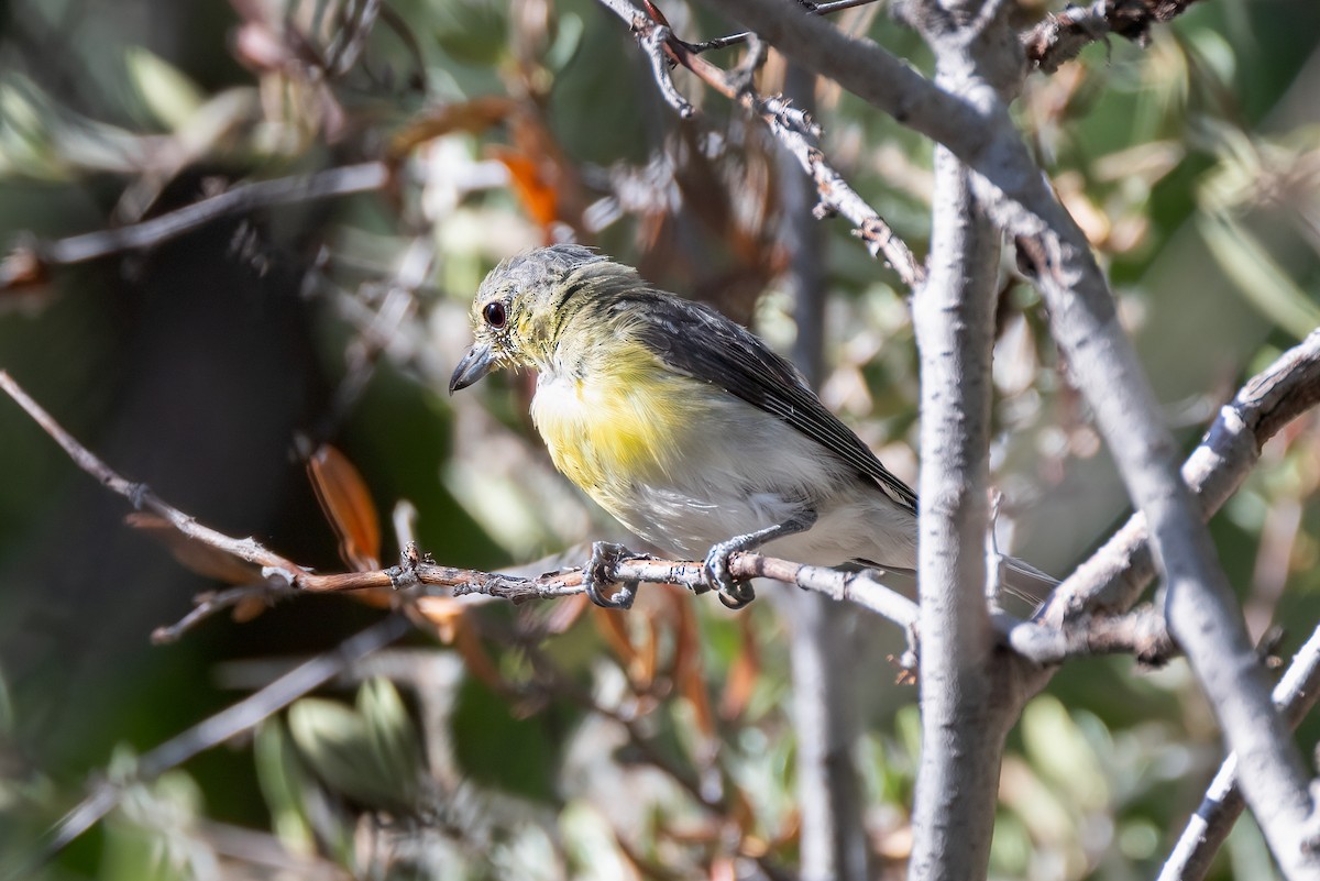 Yellow-throated Vireo - ML613797613