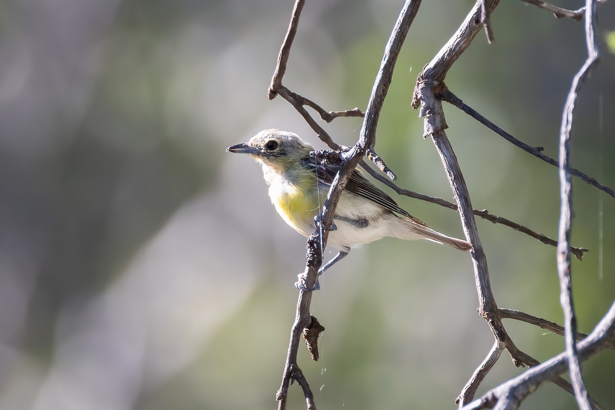 Yellow-throated Vireo - ML613797631