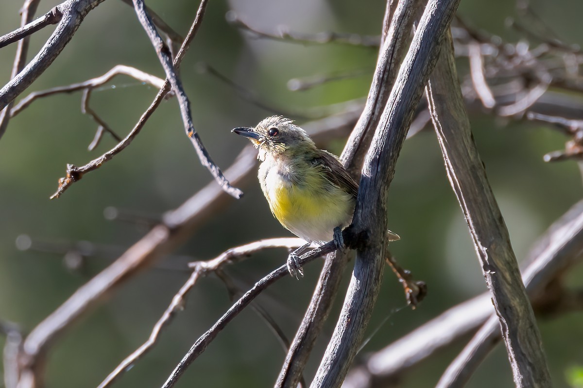 Yellow-throated Vireo - ML613797642