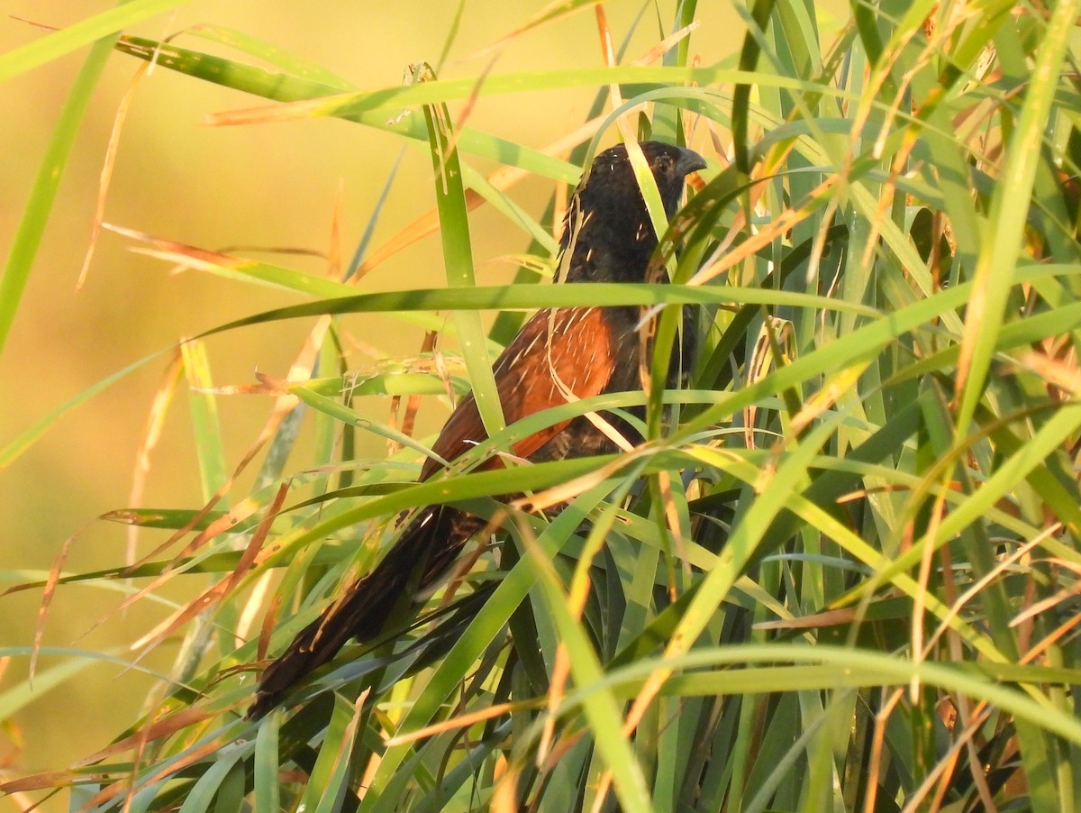 Lesser Coucal - ML613797661