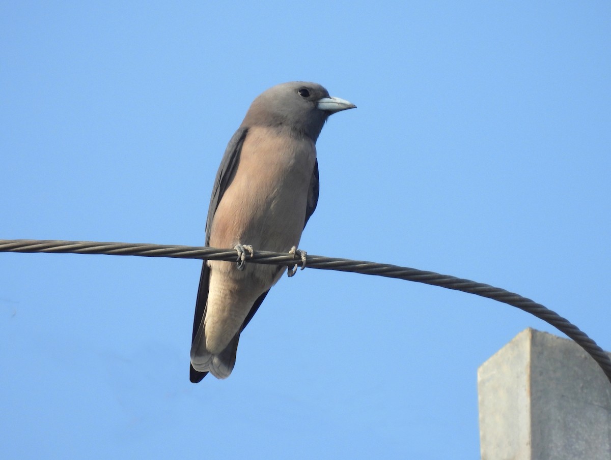 Ashy Woodswallow - John Sandve