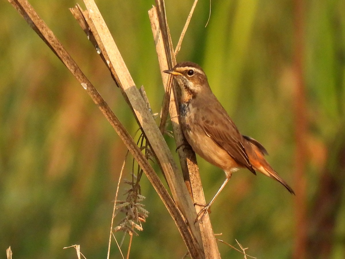 Bluethroat - ML613797680