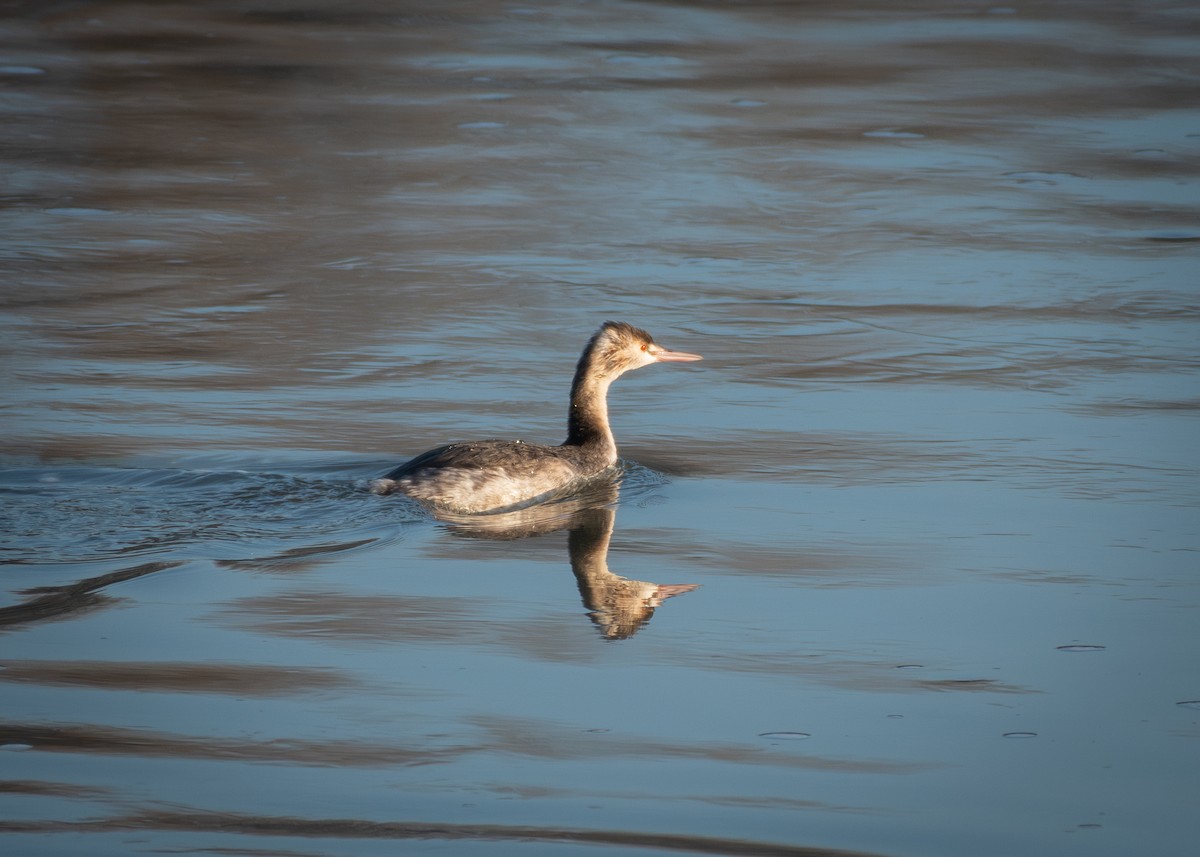 Great Crested Grebe - ML613797707
