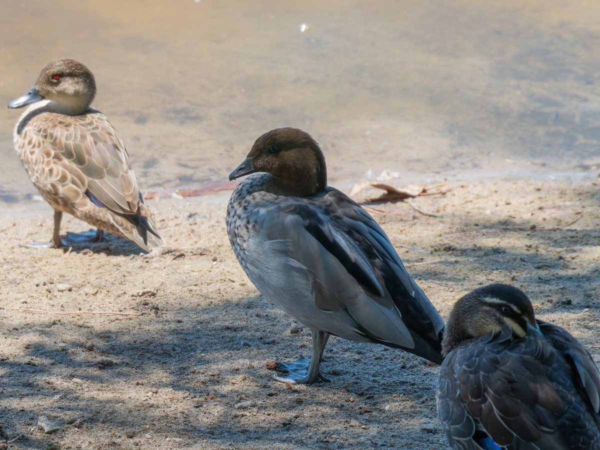 Canard à crinière - ML613797720