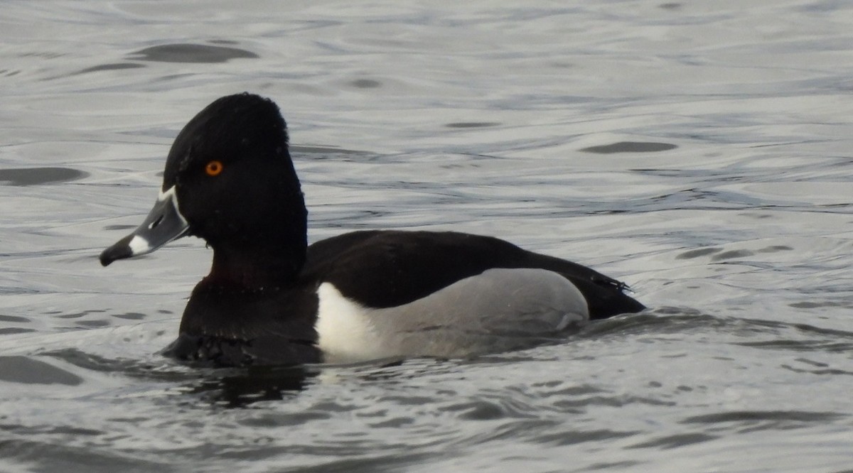Ring-necked Duck - ML613797747