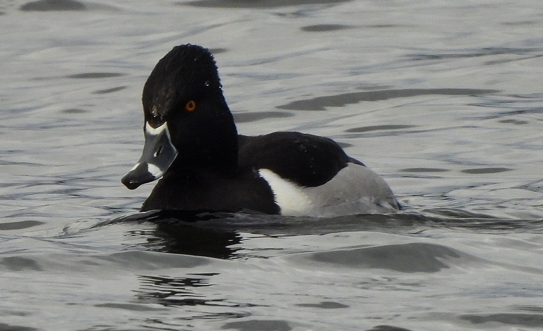 Ring-necked Duck - ML613797748