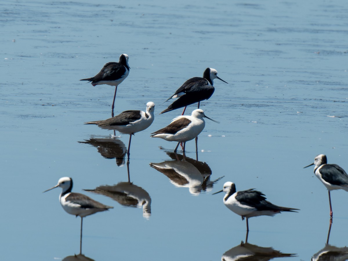 Banded Stilt - ML613797756