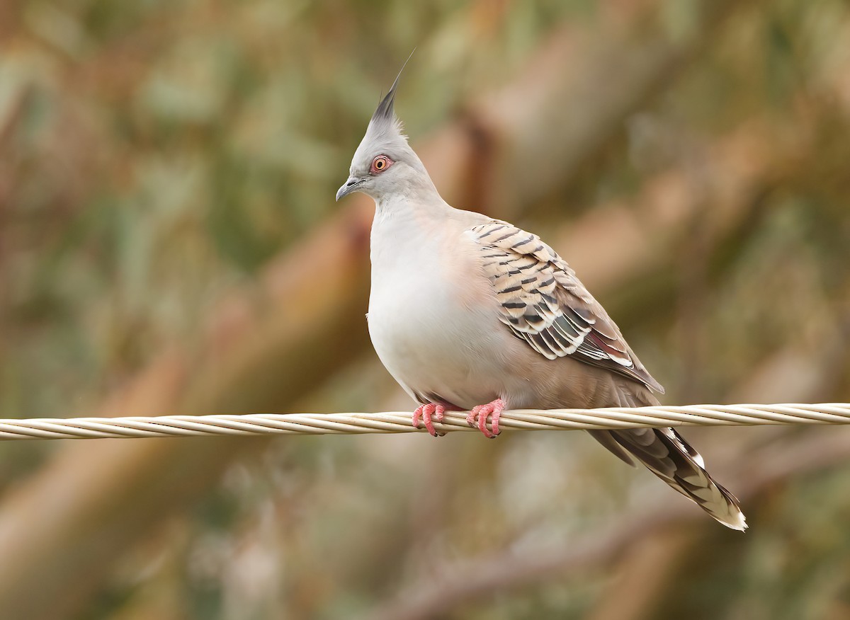 Crested Pigeon - ML613797766