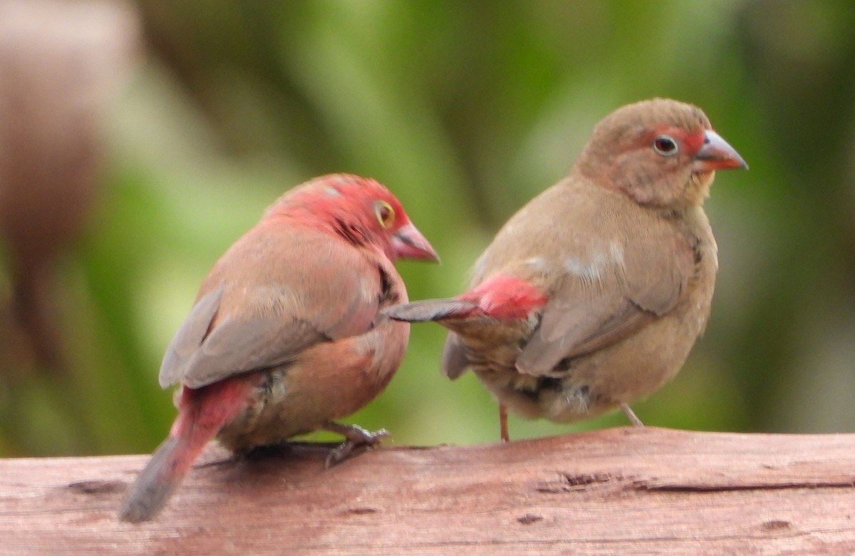 Red-billed Firefinch - ML613797837