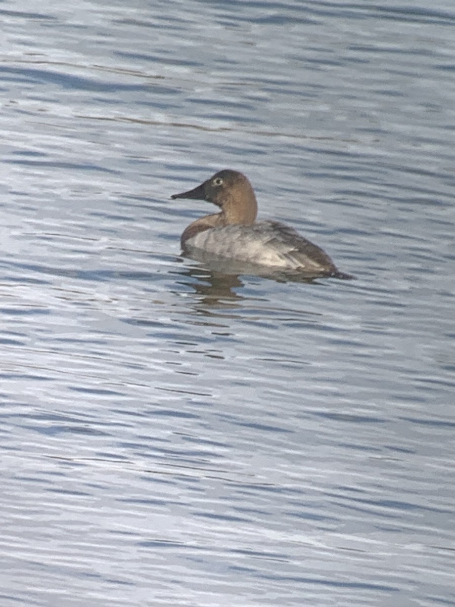 Canvasback - ML613797919