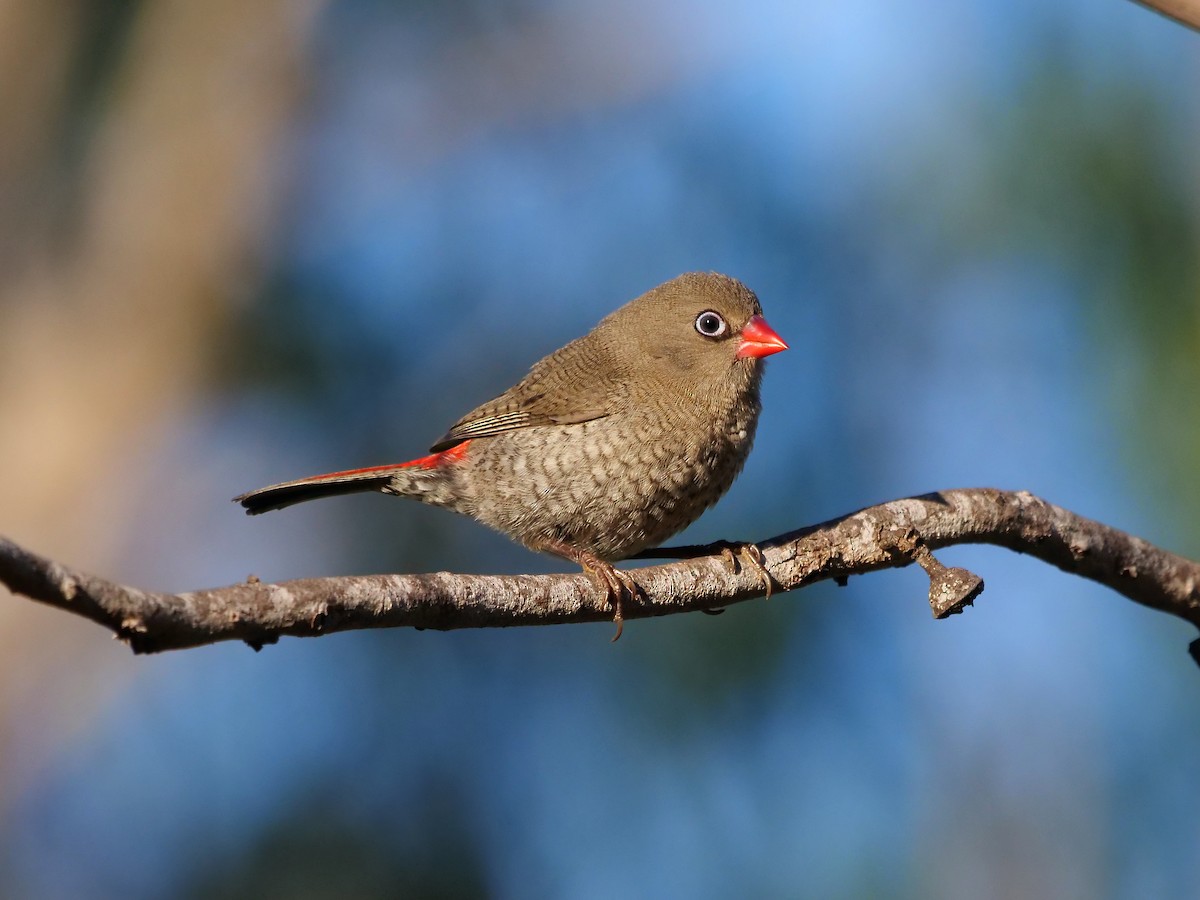 Red-eared Firetail - ML613797921