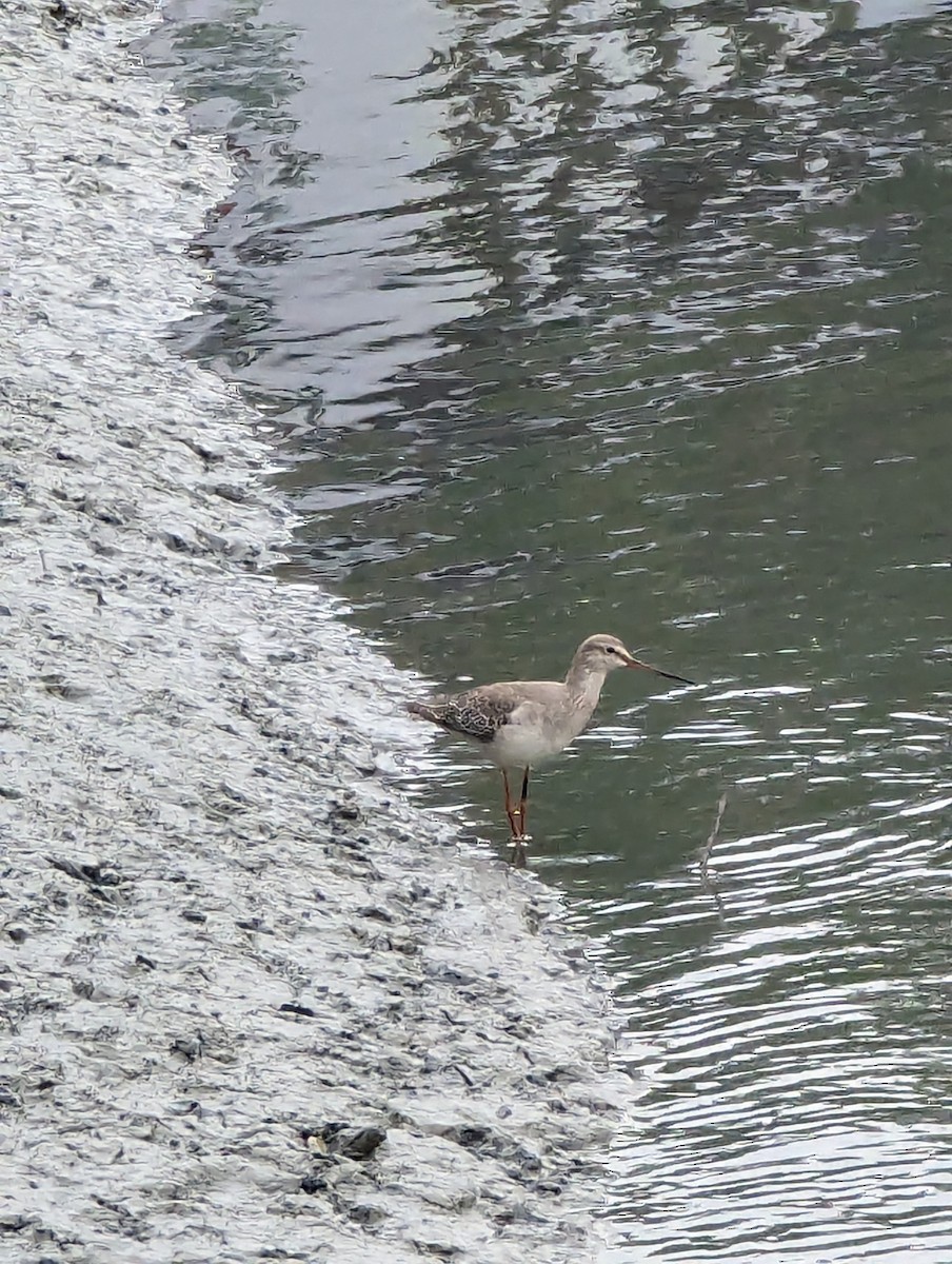 Spotted Redshank - Thomas Lau