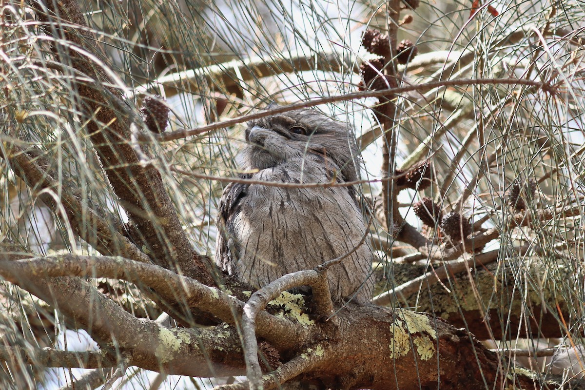 Tawny Frogmouth - Robert Hamilton