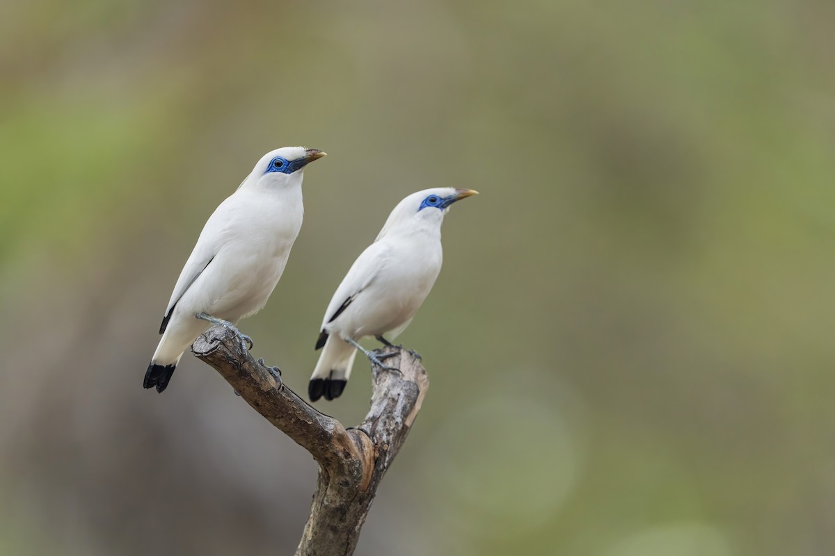 Bali Myna - Wasu Vidayanakorn