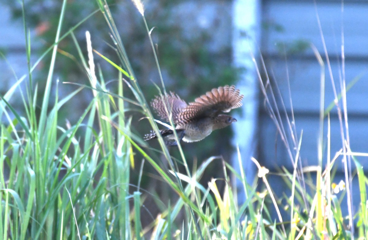 Lesser Coucal - ML613798147