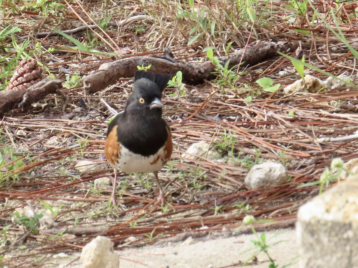 Eastern Towhee - ML613798152