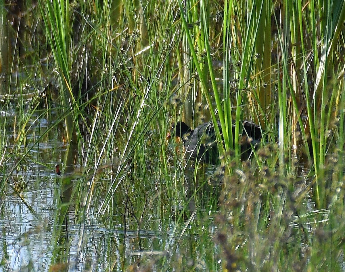 Eurasian Moorhen - ML613798154