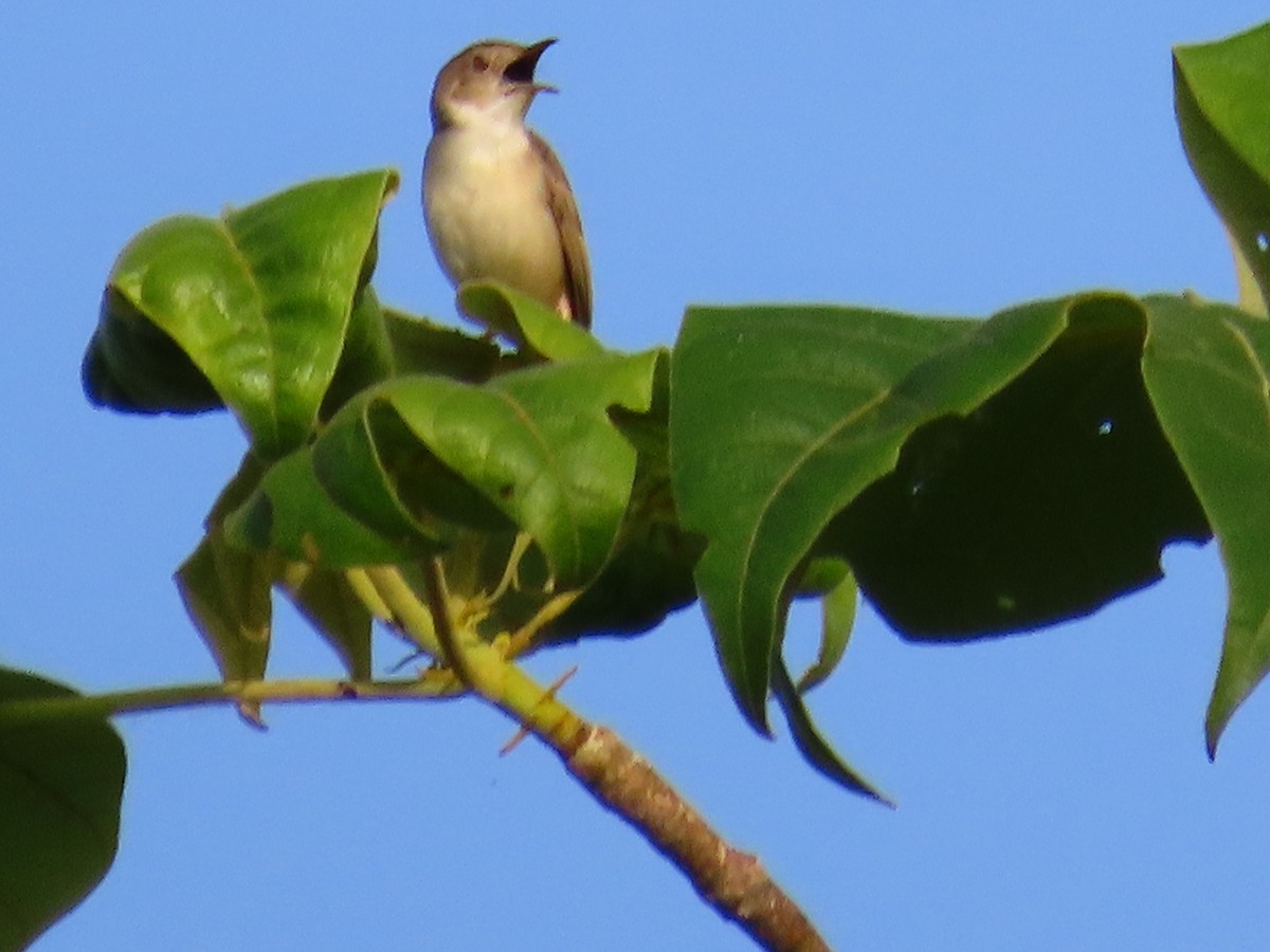 Siffling Cisticola - ML613798183