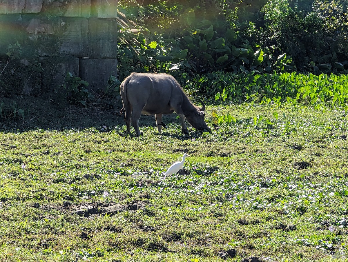 Eastern Cattle Egret - ML613798205