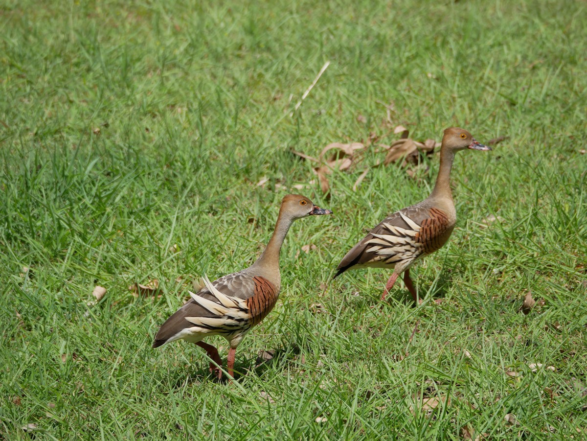 Plumed Whistling-Duck - ML613798286