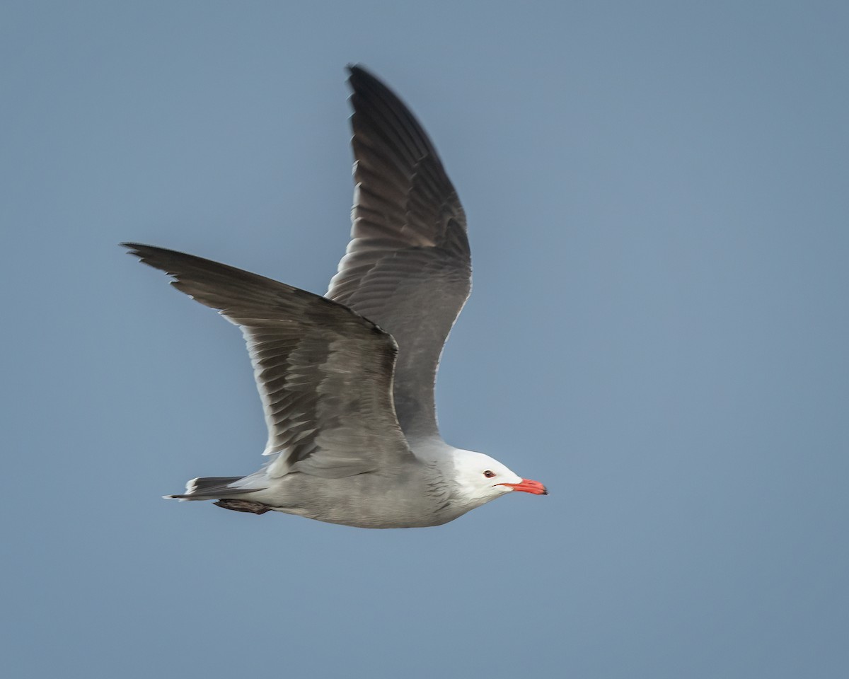 Heermann's Gull - Sue Cook