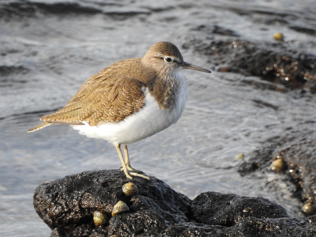 Common Sandpiper - ML613798388