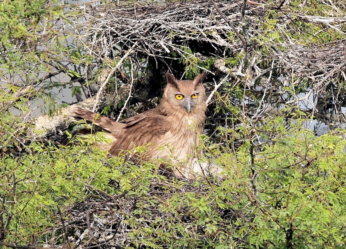 Dusky Eagle-Owl - Ajoy Kumar Dawn