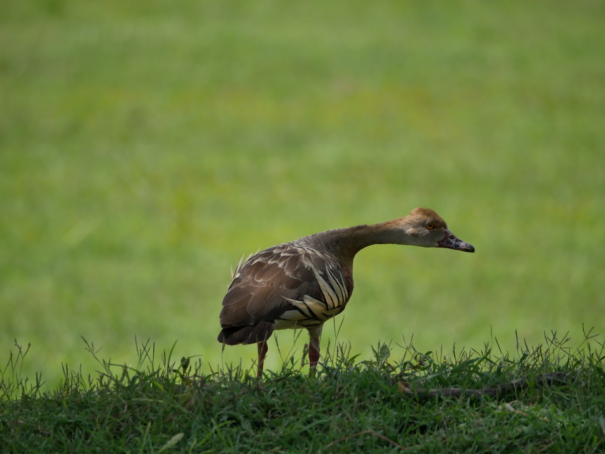 Plumed Whistling-Duck - ML613798429