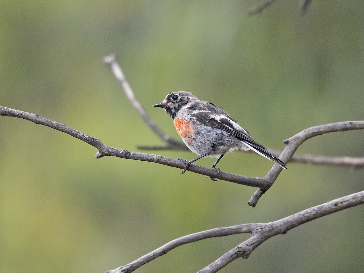 Scarlet Robin - Tim Bawden