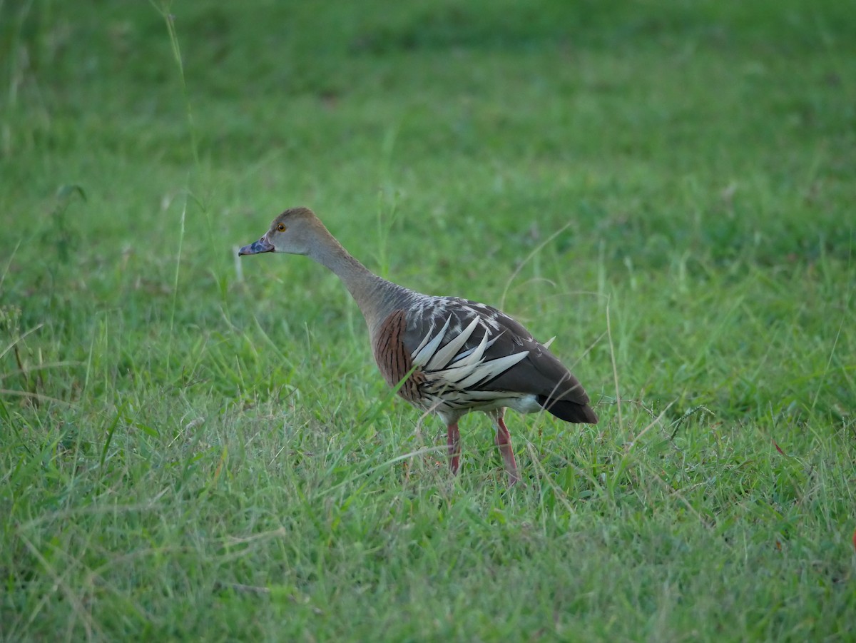 Plumed Whistling-Duck - ML613798494