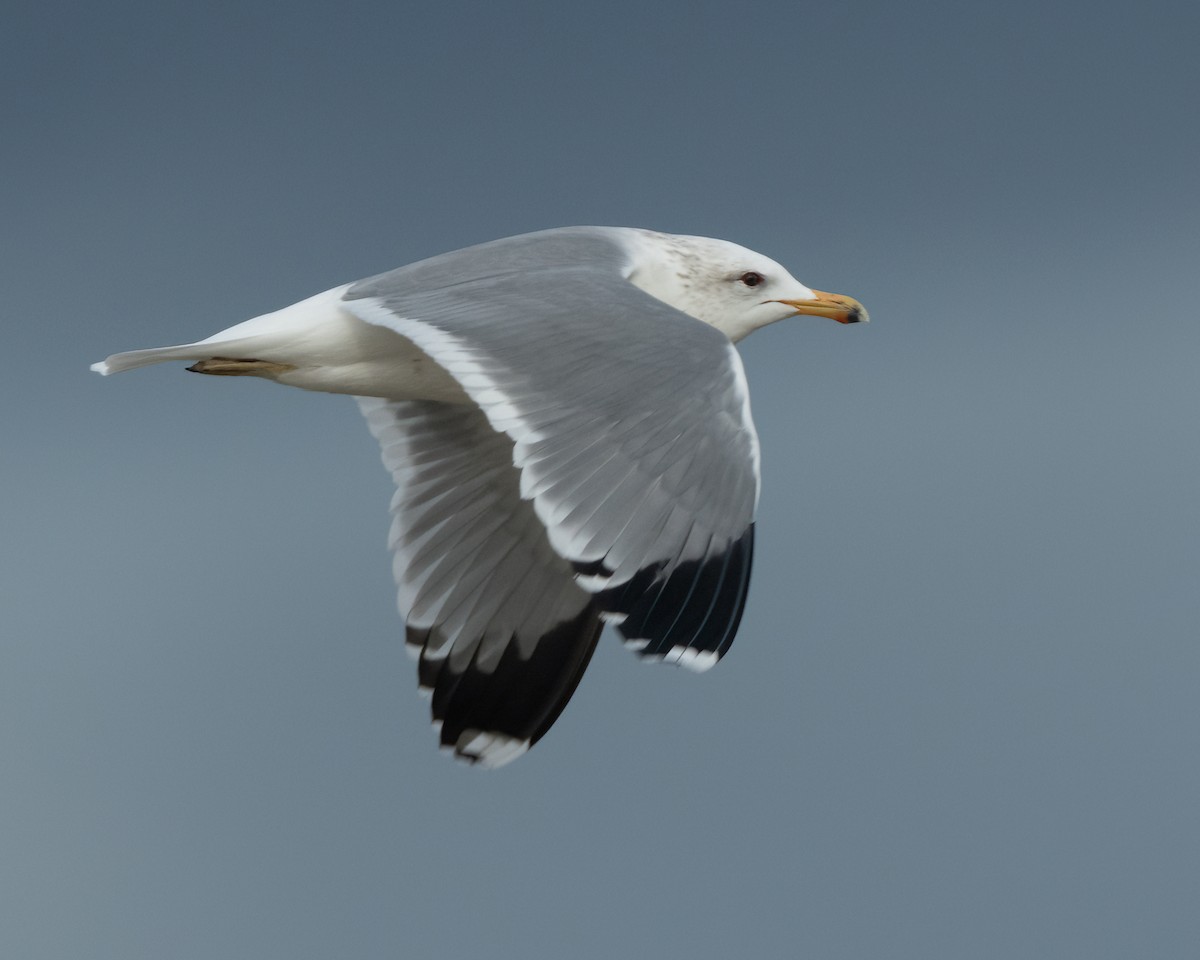 California Gull - ML613798617
