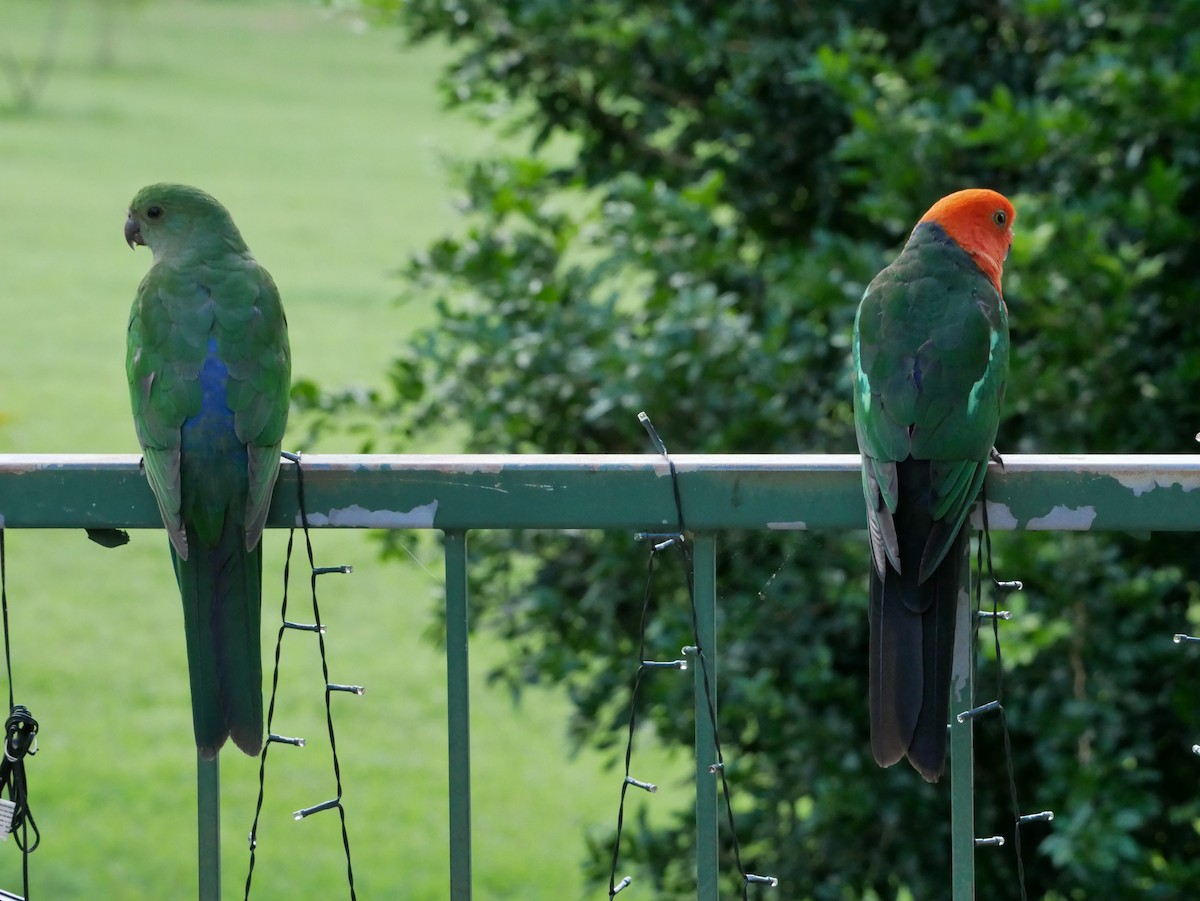 Australian King-Parrot - ML613798639