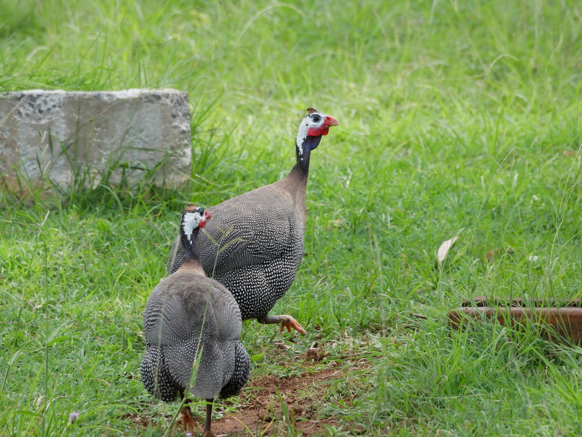 Helmeted Guineafowl (Domestic type) - ML613798642