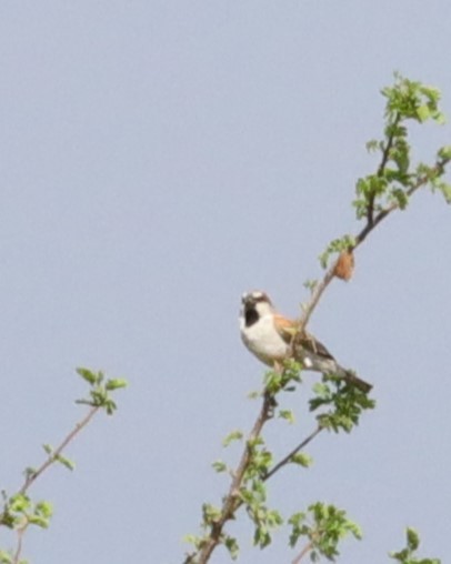 Great Rufous Sparrow - ML613798648
