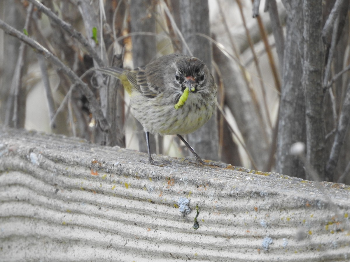 Palm Warbler - ML613798672