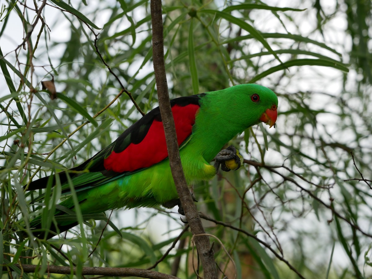 Папужець-червонокрил австралійський - ML613798700
