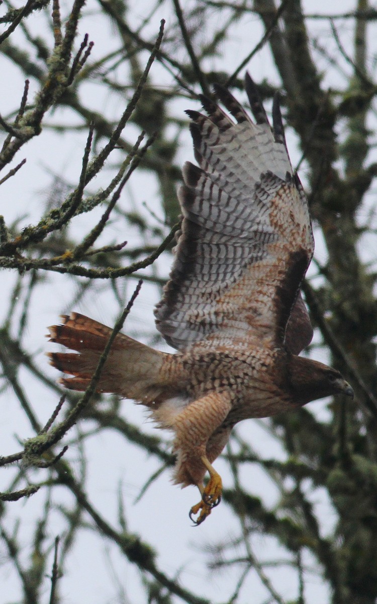Red-tailed Hawk - ML613798721