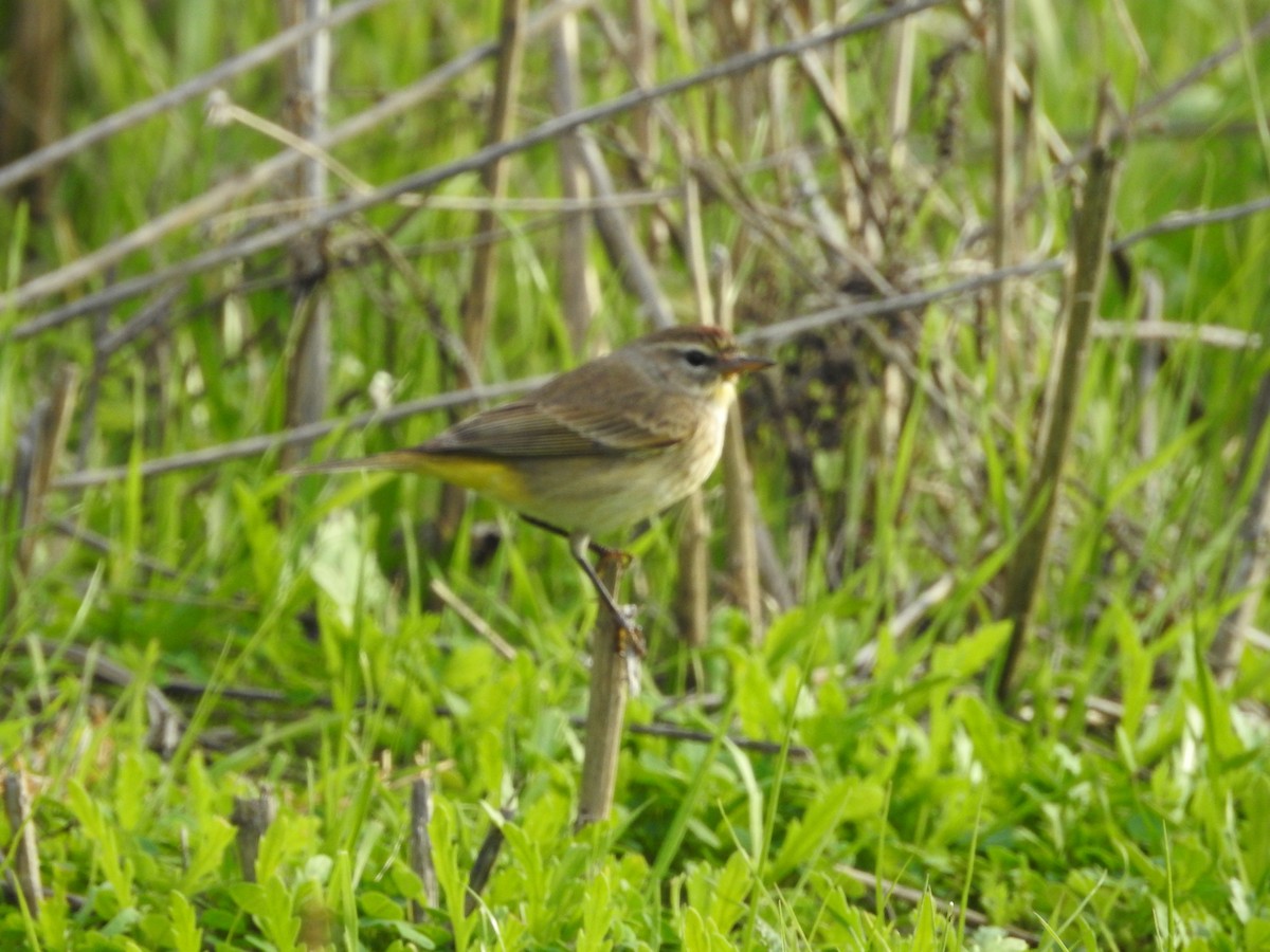 Palm Warbler - ML613798737