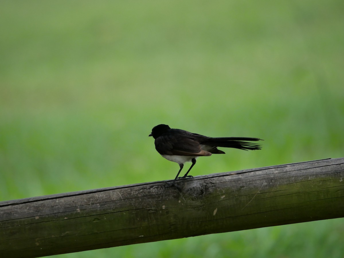 Willie-wagtail - Jack C