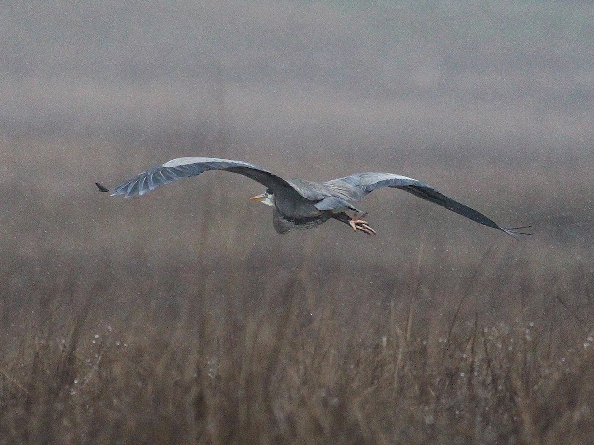 Great Blue Heron - ML613798750