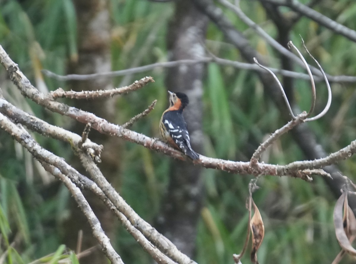 Crimson-naped Woodpecker - ML613798777