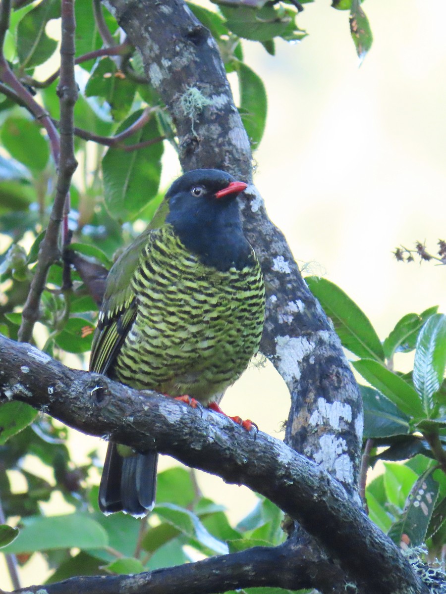 Barred Fruiteater - ML613798783