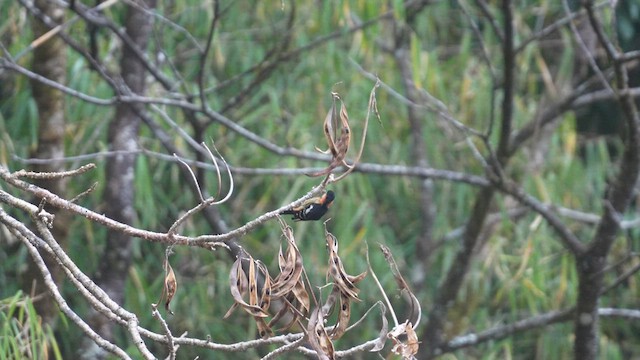 Crimson-naped Woodpecker - ML613798785