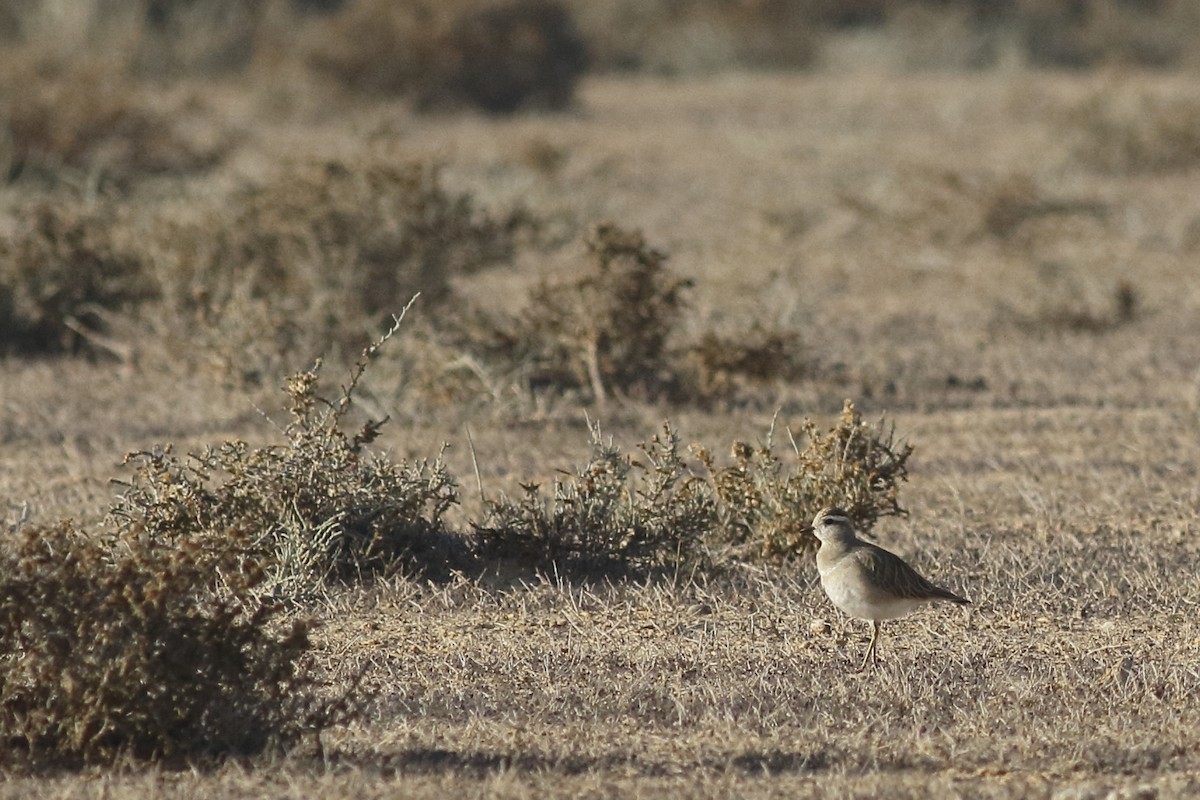 Eurasian Dotterel - Avi Shneor