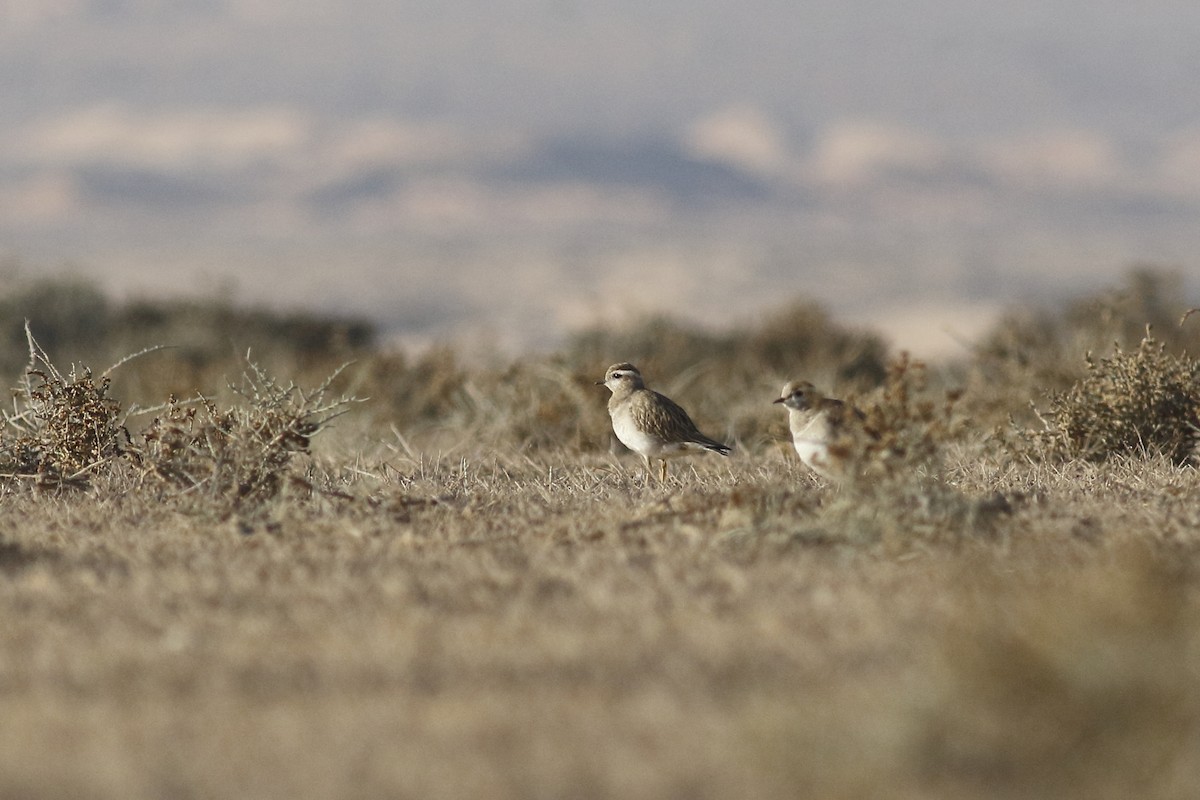 Eurasian Dotterel - Avi Shneor